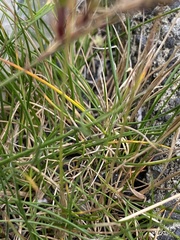 Festuca vivipara