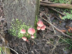 Mycena kuurkacea
