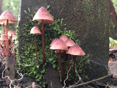 Mycena kuurkacea