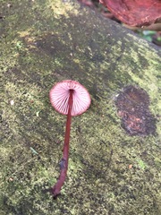 Mycena kuurkacea