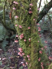 Mycena kuurkacea