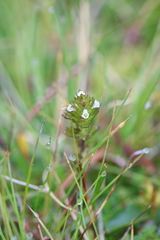 Euphrasia arctica