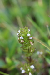 Euphrasia arctica