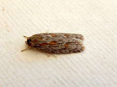 Phylomictis sarcinopa