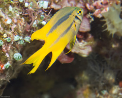 Neoglyphidodon nigroris