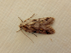 Stenoptena icmaea