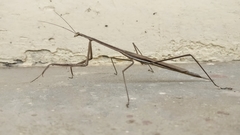 Rivetinini