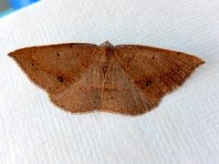 Taxeotis perlinearia