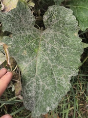 Golovinomyces depressus