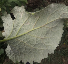 Golovinomyces depressus