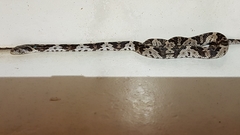 Trimorphodon quadruplex