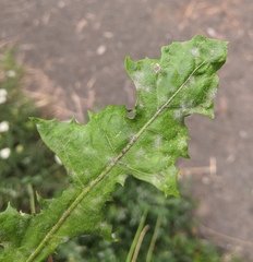 Podosphaera erigerontis-canadensis