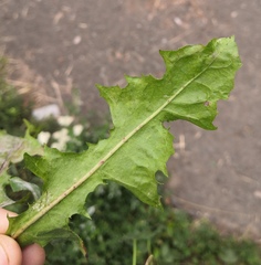 Podosphaera erigerontis-canadensis