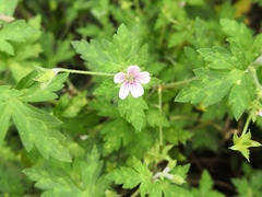 Geranium sibiricum