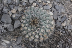 Thelocactus rinconensis rinconensis