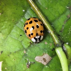 Harmonia axyridis