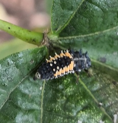 Harmonia axyridis