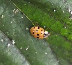 Harmonia axyridis