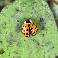 Harmonia axyridis