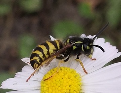 Vespula vulgaris