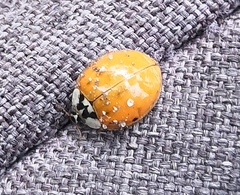 Harmonia axyridis