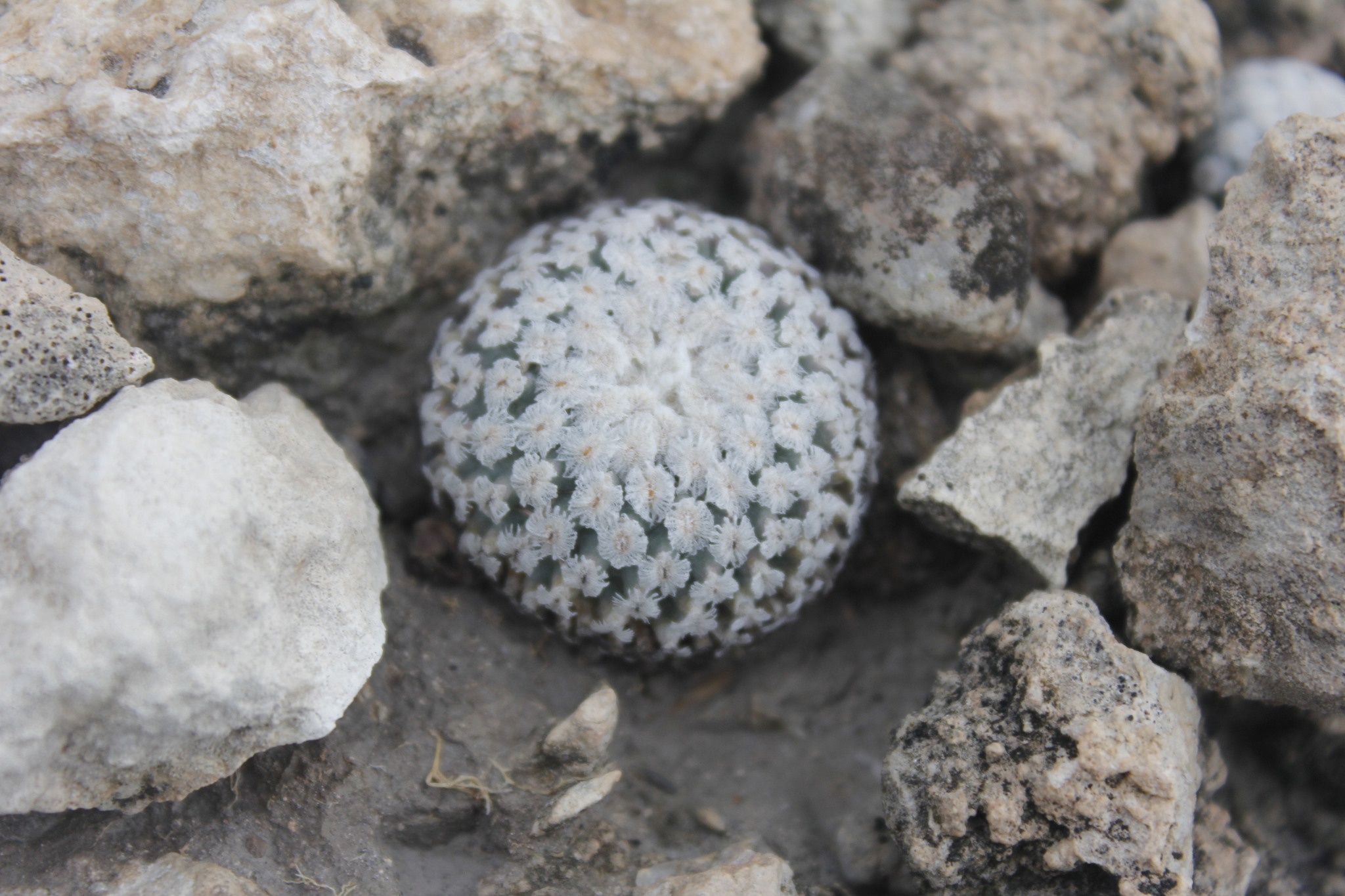 Turbinicarpus valdezianus