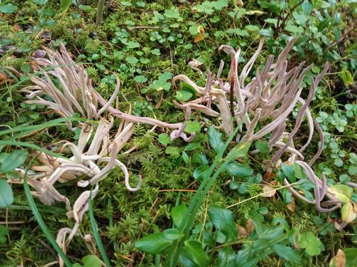 Purple Spindles (Alloclavaria purpurea)
