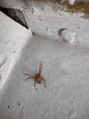 Araneus diadematus