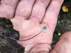 Mycena austrofilopes