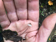 Mycena austrofilopes