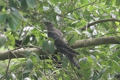 Cuculus poliocephalus