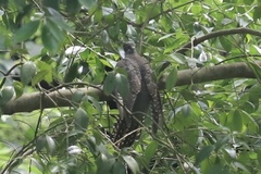 Cuculus poliocephalus