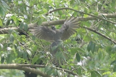 Cuculus poliocephalus