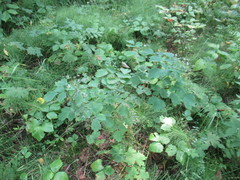 Thalictrum baicalense