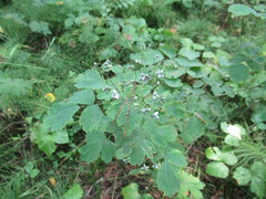 Thalictrum baicalense