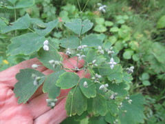 Thalictrum baicalense