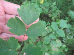 Thalictrum baicalense