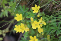 Saxifraga hirculus