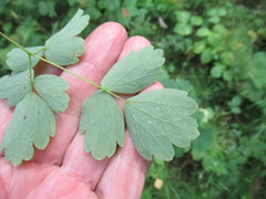 Thalictrum baicalense