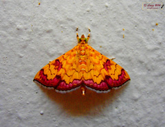 Isocentris filalis