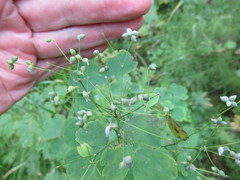 Thalictrum baicalense