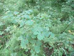Thalictrum baicalense