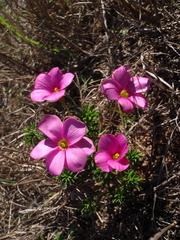 Oxalis hirta hirta