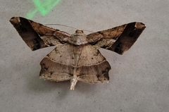 Krananda latimarginaria