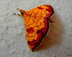 Isocentris filalis