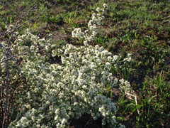 Asparagus capensis capensis