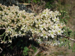 Asparagus capensis capensis
