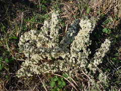 Asparagus capensis capensis