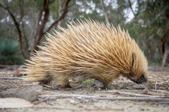 Tachyglossus aculeatus multiaculeatus