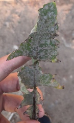 Podosphaera erigerontis-canadensis